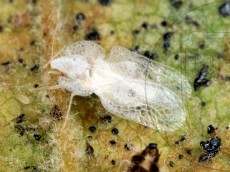 Corythucha ciliata_молодое имаго_1